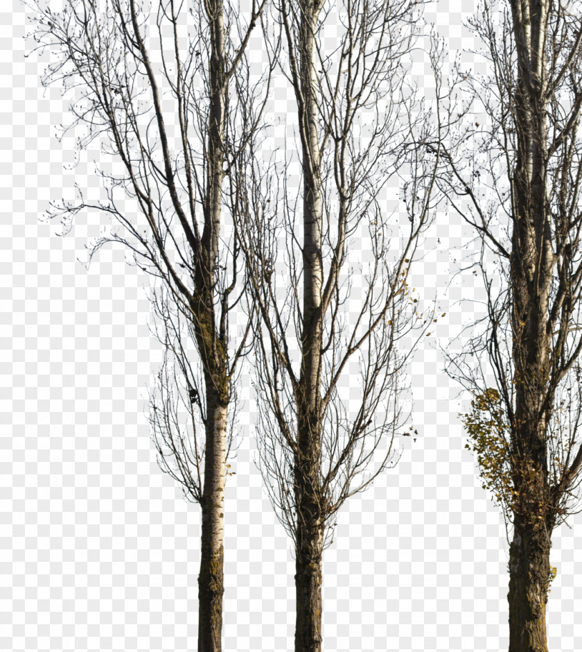 Ash Tree Birch Populus Nigra Image Paper Architecture PNG