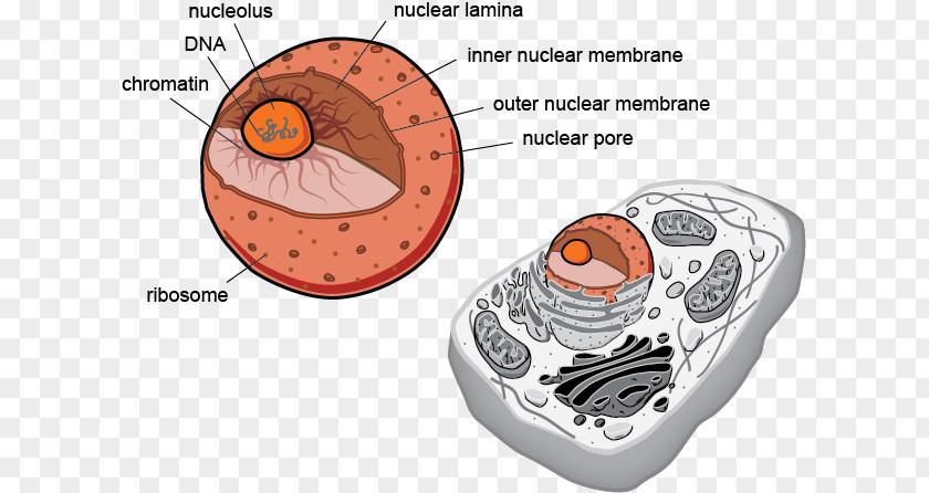 Eukaryotic Cell Prokaryote Eukaryote Flagellum Biology PNG