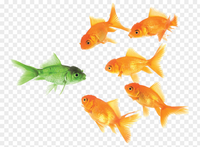 Goldfish Social Media Company Marketing Business PNG