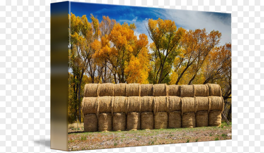 Hay Bale Grasses PNG