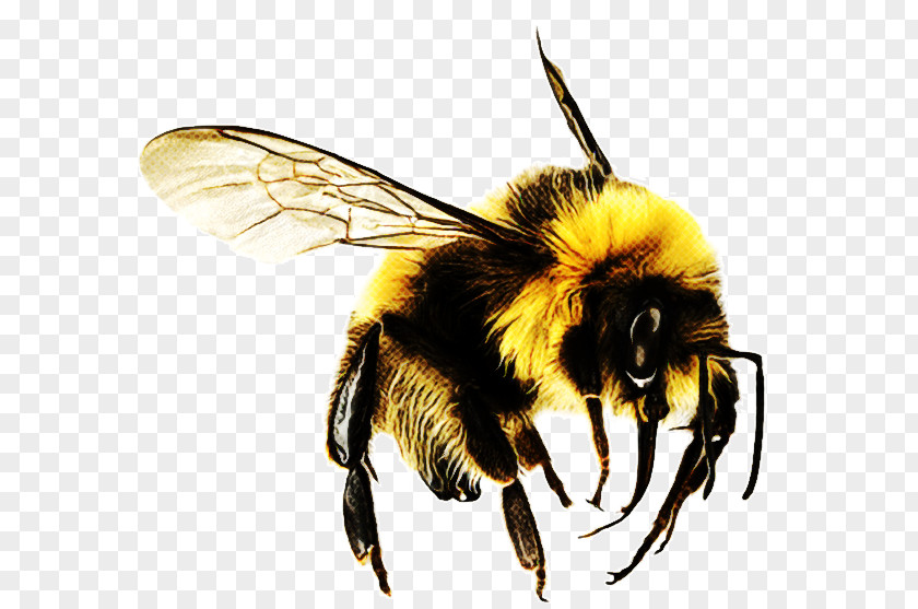 Hornet Wasp Bumblebee PNG