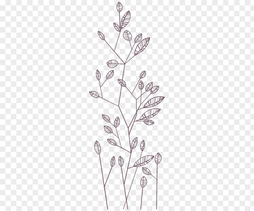 Line Twig Drawing Plant Stem Leaf PNG