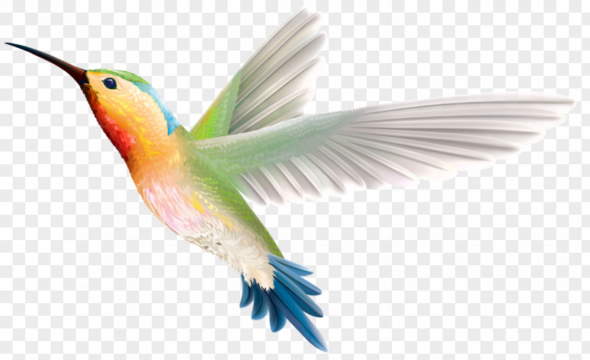 Bird Hummingbird Clip Art Passerine Image PNG