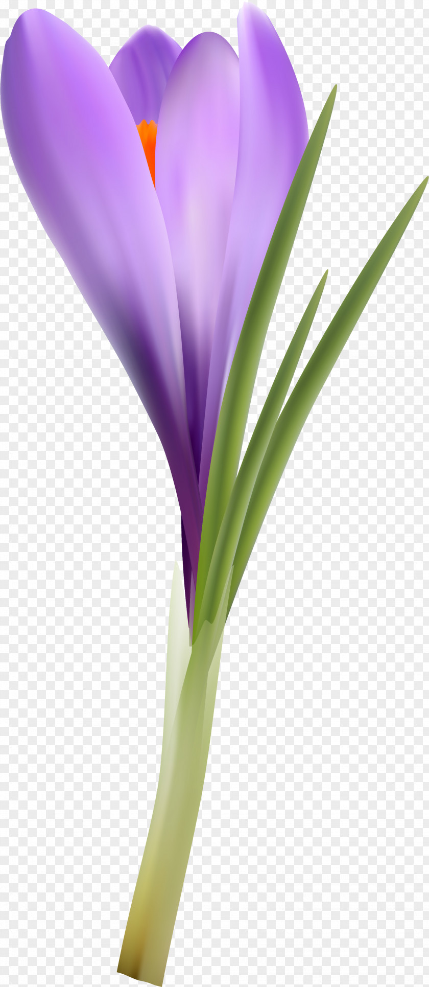 Crocus Flowering Plant Violet Lilac Purple Lavender PNG
