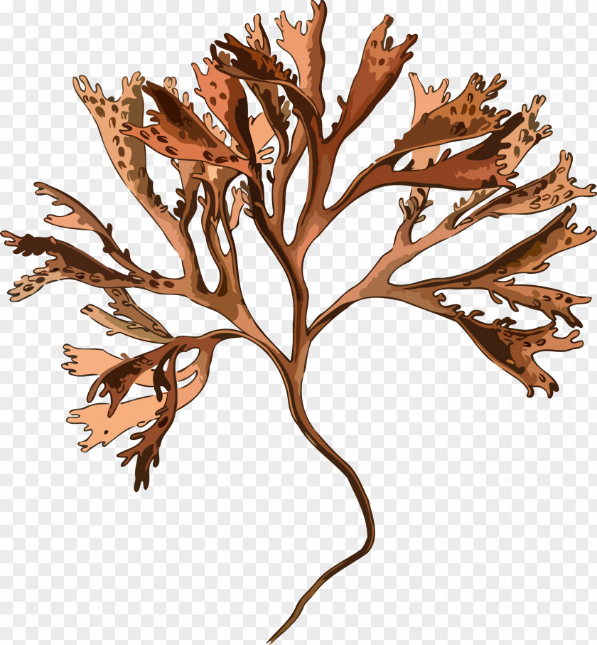 Fern Irish Moss Plant Mastocarpus Stellatus Red Algae PNG