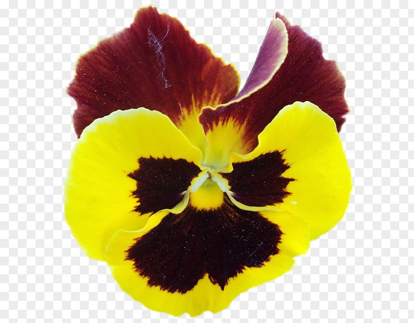 Pansy Raster Graphics Information Clip Art PNG