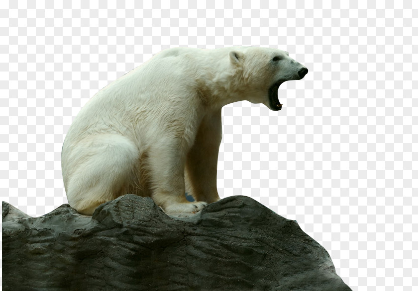 Roaring Polar Bear Endangered Species Critically Tiger Animal PNG