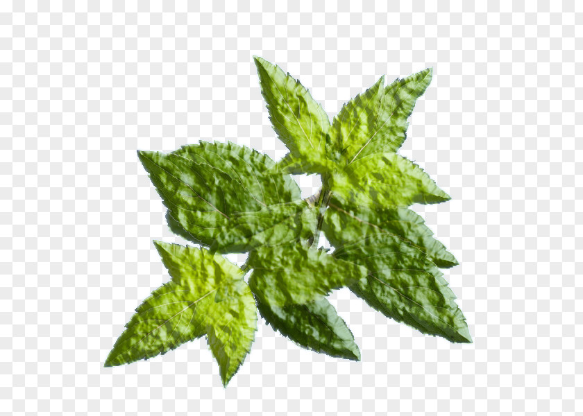 Tea Green Leaf Juice Smoothie PNG