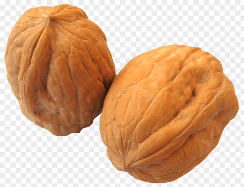 Walnut English Image PNG