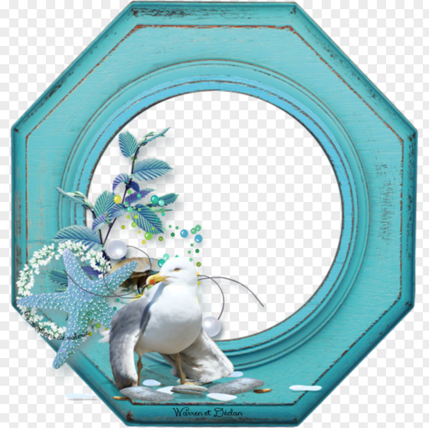 Bird Gulls Picture Frames Turquoise 12 April PNG