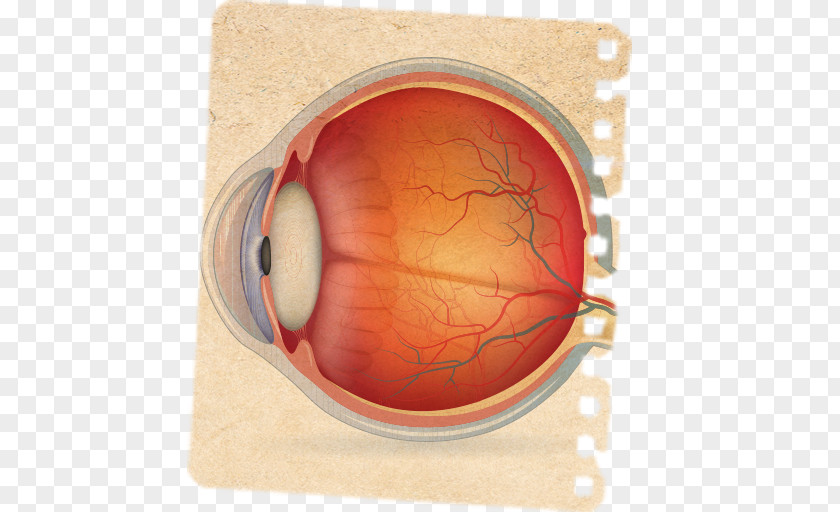 Eye Wiring Diagram Human Image PNG