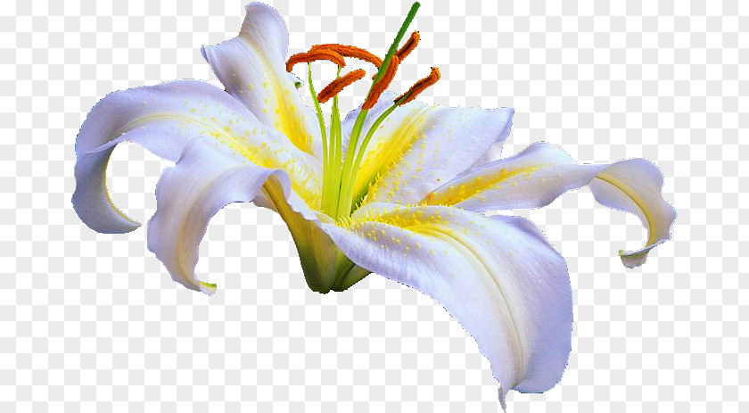 Lily Beatle Lilium Flower NetEase Blog PNG