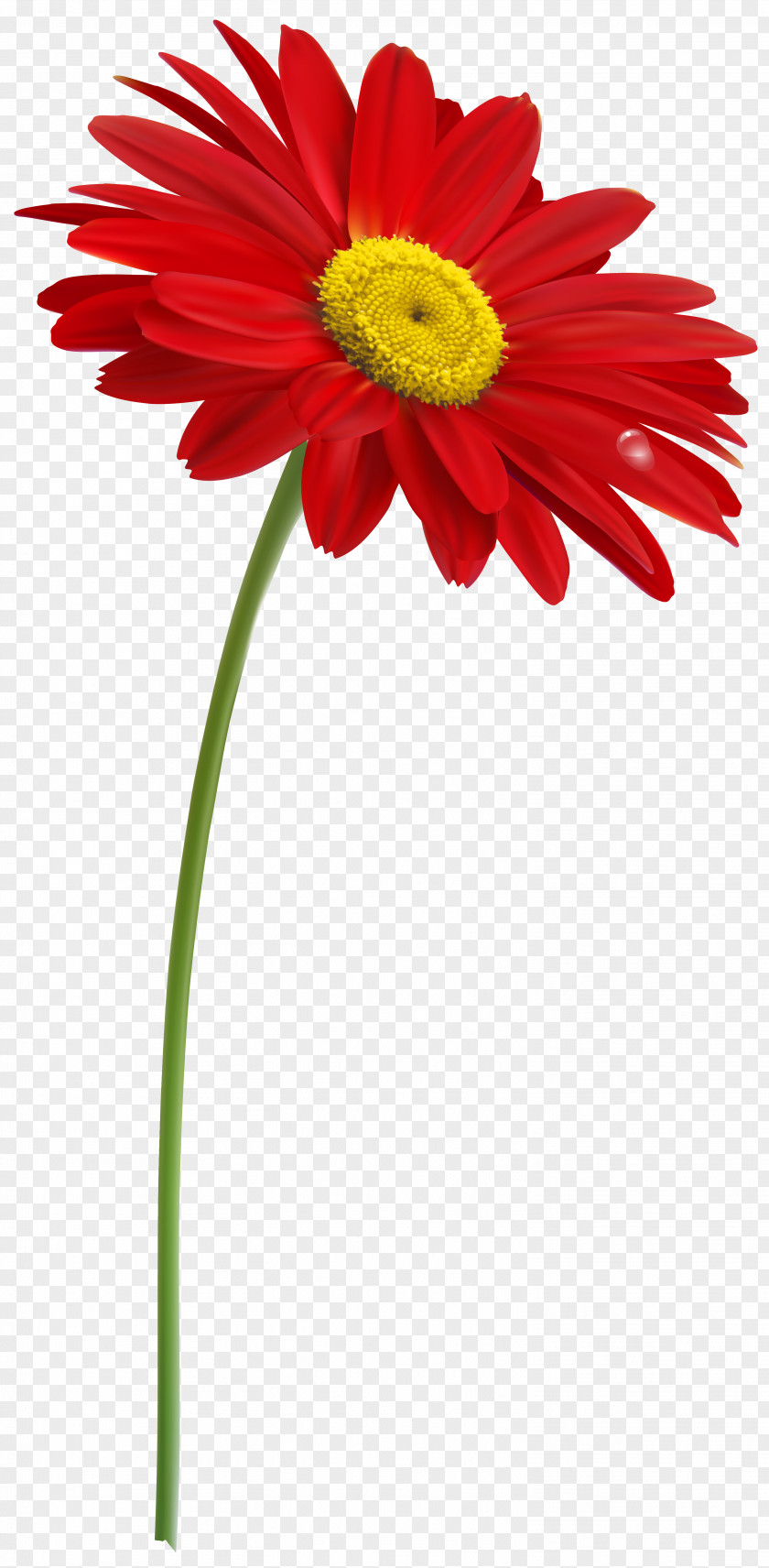 Gerbera Arum-lily Flower Plant Stem Clip Art PNG