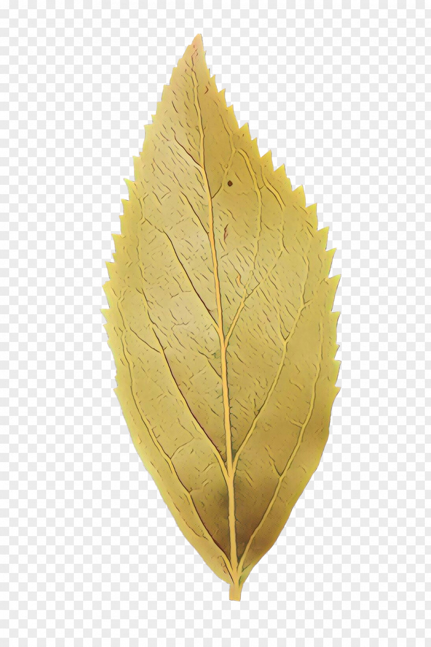 Leaf PNG