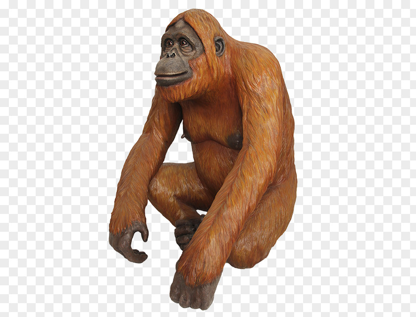 Orangutan Gorilla Chimpanzee Primate Monkey PNG
