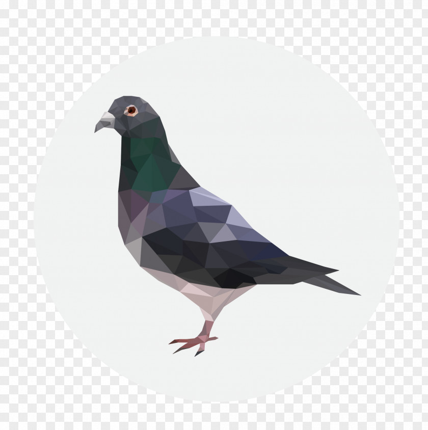 Pigeon Homing Columbidae Clip Art PNG