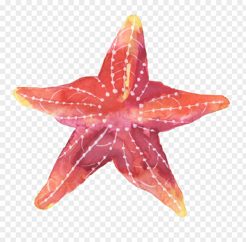 Starfish Paper PNG