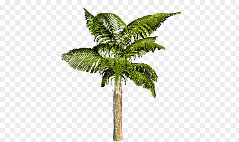 Tree Attalea Speciosa Arecaceae Coconut Houseplant PNG