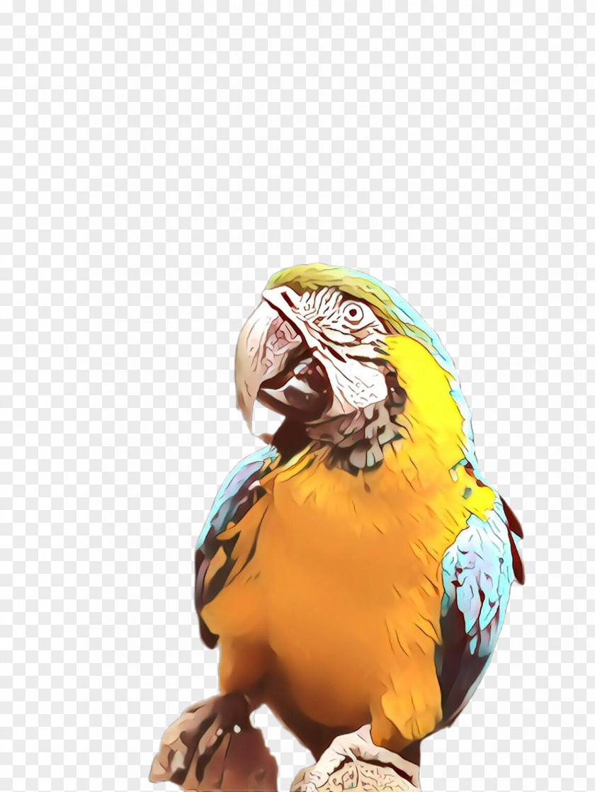 Wildlife Beak Macaw Parrot Bird Yellow Parakeet PNG