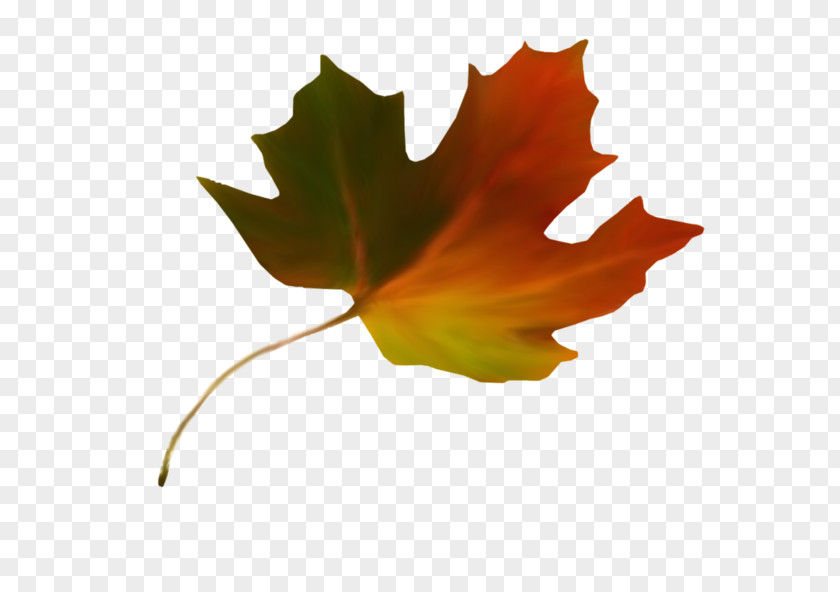 Autumn Maple Leaf Color Sugar PNG