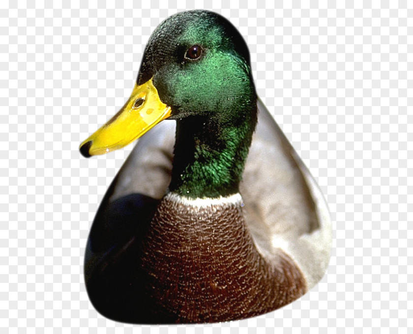 Duck Mallard Goose Poultry Flashcard PNG