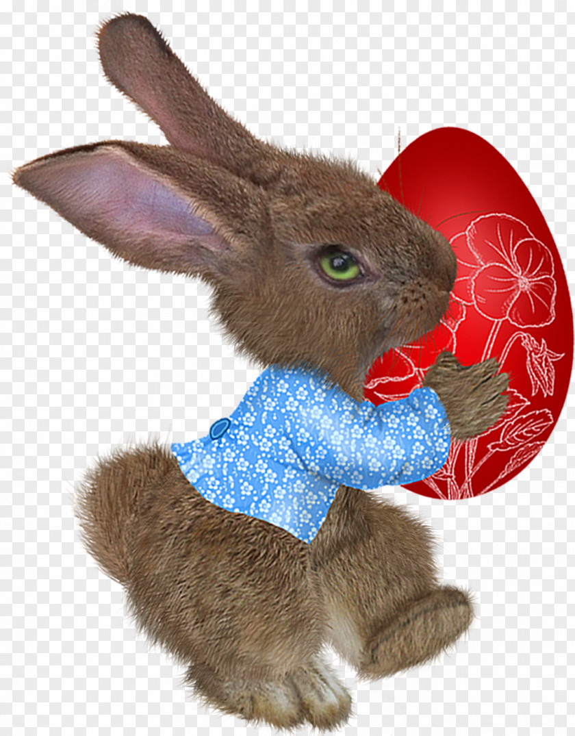 Easter Rabbit Bunny Domestic Paschal Greeting PNG