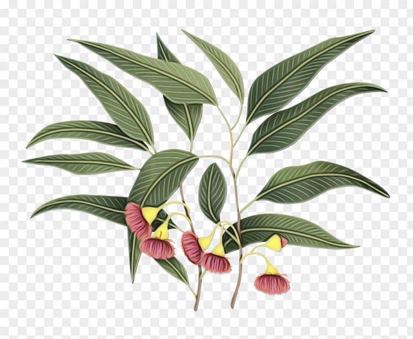 Eucalyptus Houseplant Flowering Plant Leaf Flower Terrestrial PNG