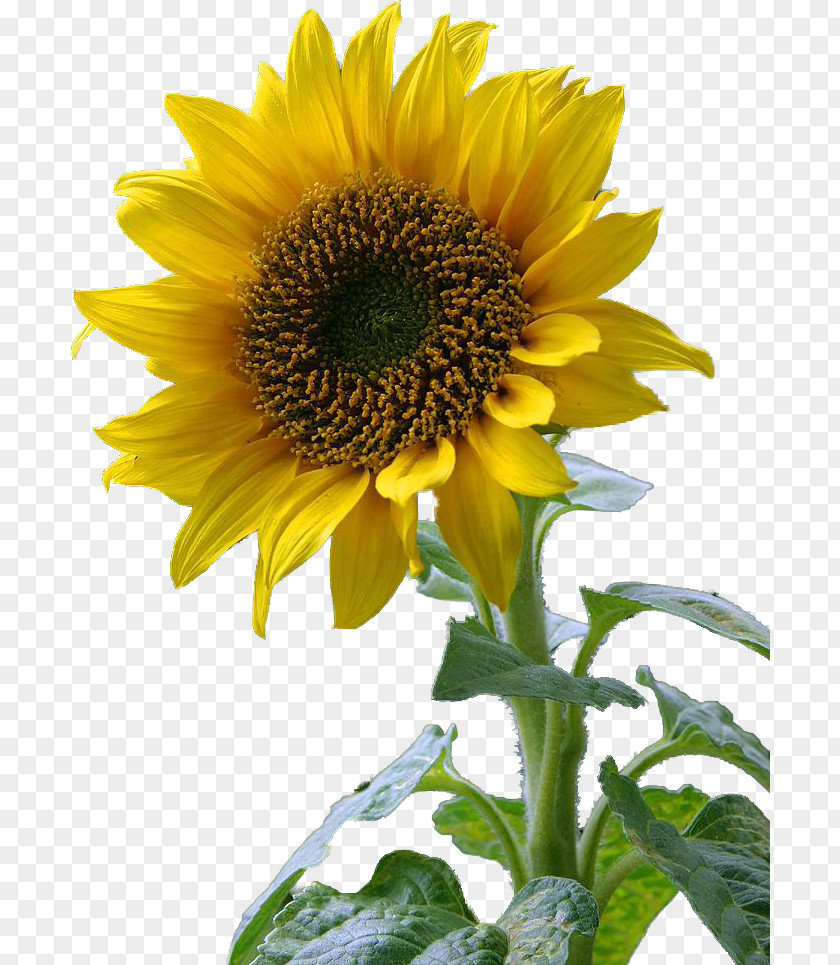 Flower Common Sunflower Desktop Wallpaper PNG