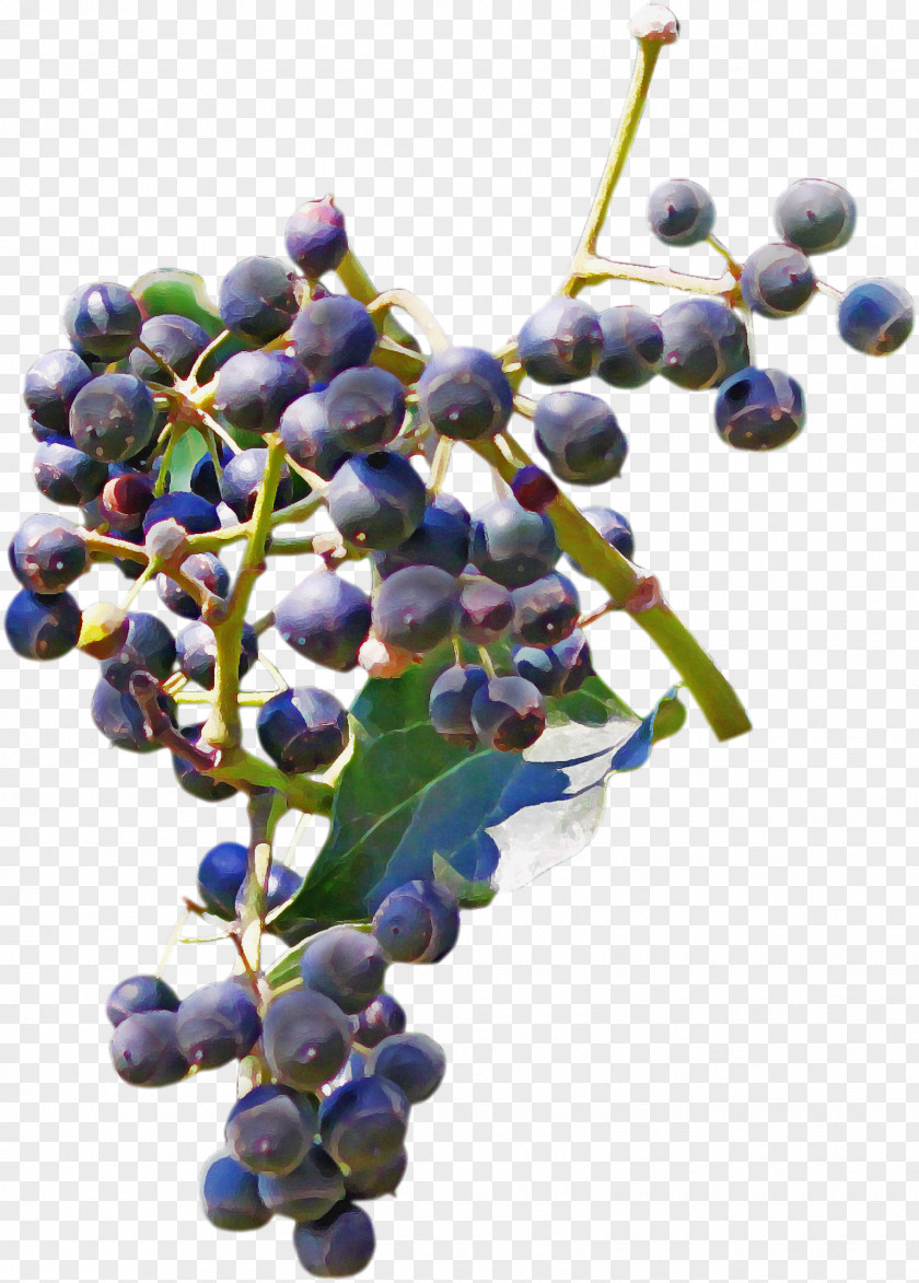 Grape Fruit Plant Grapevine Family Flower PNG