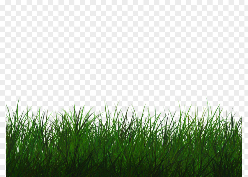 Lawn Desktop Wallpaper PNG