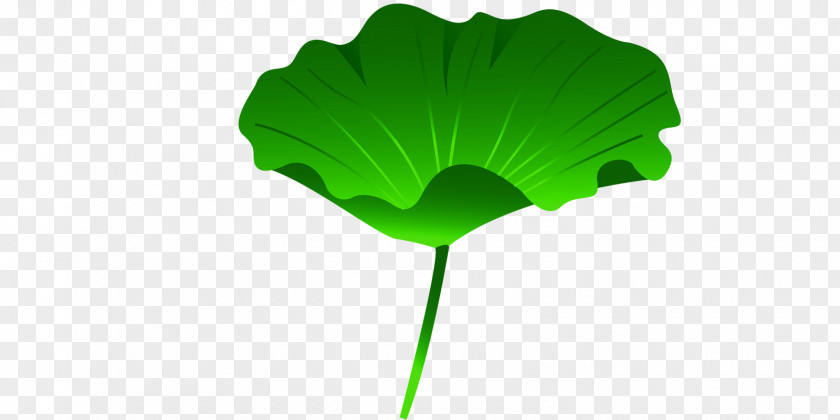 Lotus Leaf Nelumbo Nucifera Effect PNG