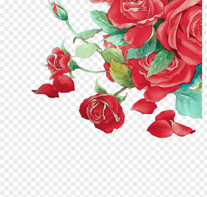 Red Petal Flower Garden Roses Floral Design Cut Flowers PNG