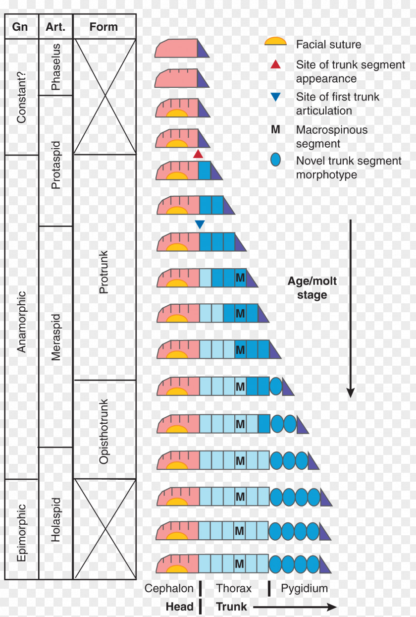 Stratigraphic Column Geology Education Stratigraphy Earth Science PNG