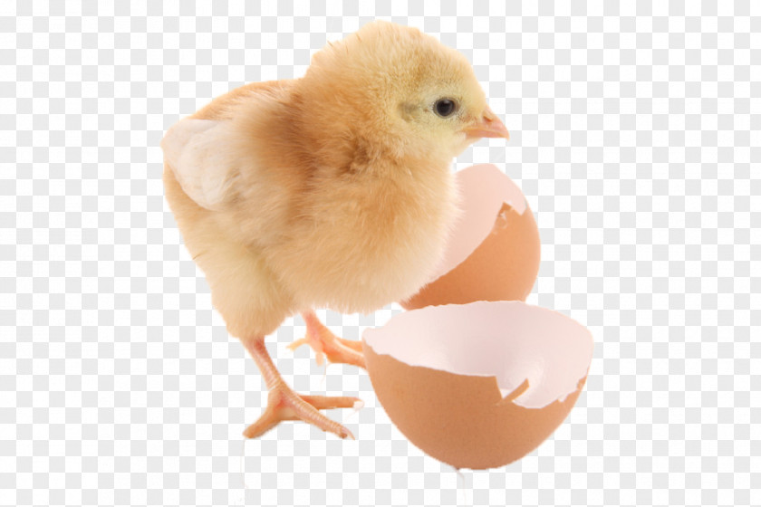 Born Chick Duck Chicken Goose Bird Quail PNG