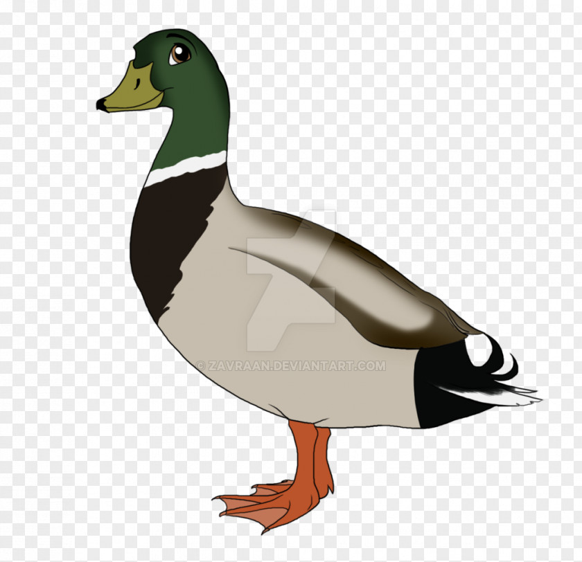 Goose Mallard Duck Fowl Beak PNG