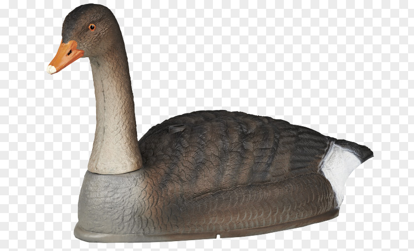 Greylag Goose Duck Decoy Hunting PNG