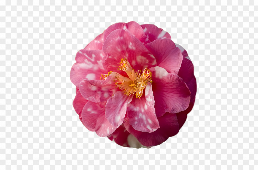 Peony Camellia Petal Plants Science PNG