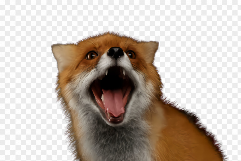Wildlife Whiskers Red Fox Facial Expression Snout PNG