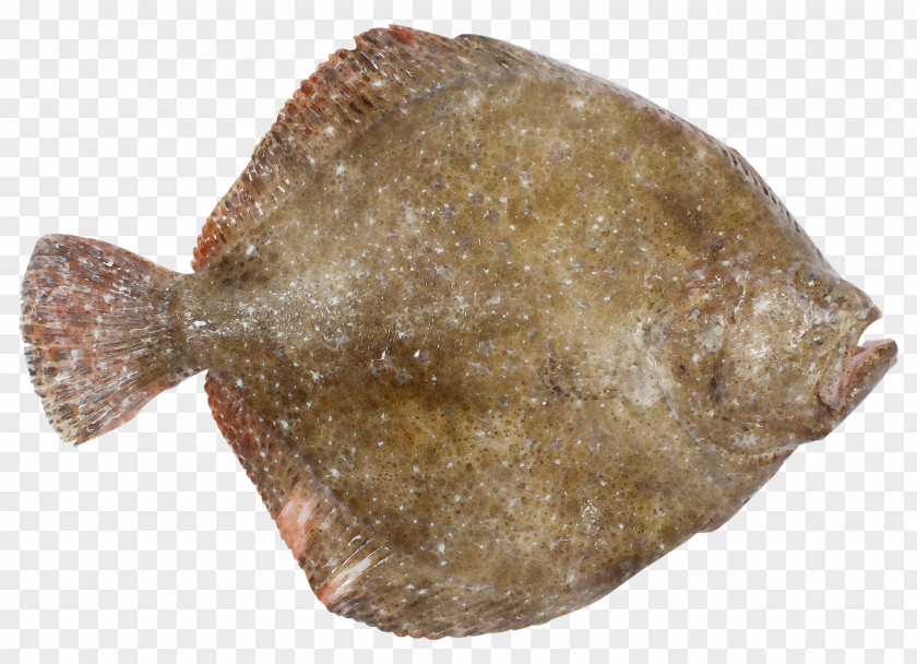 Flounder Sole Fish Flatfish PNG