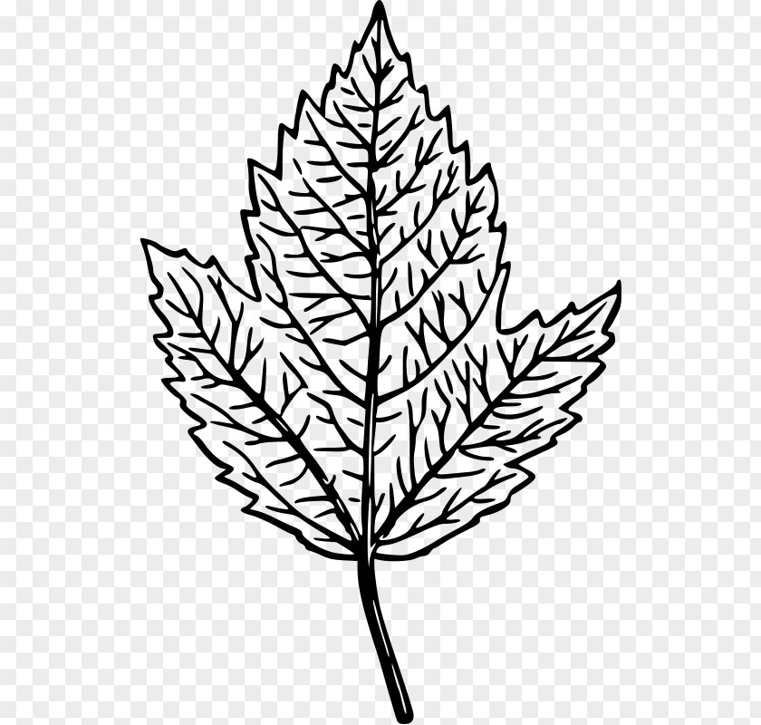 Mint Leaf Drawing Clip Art PNG
