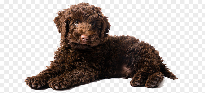 Poodles Labradoodle Goldendoodle Puppy Golden Retriever Poodle PNG