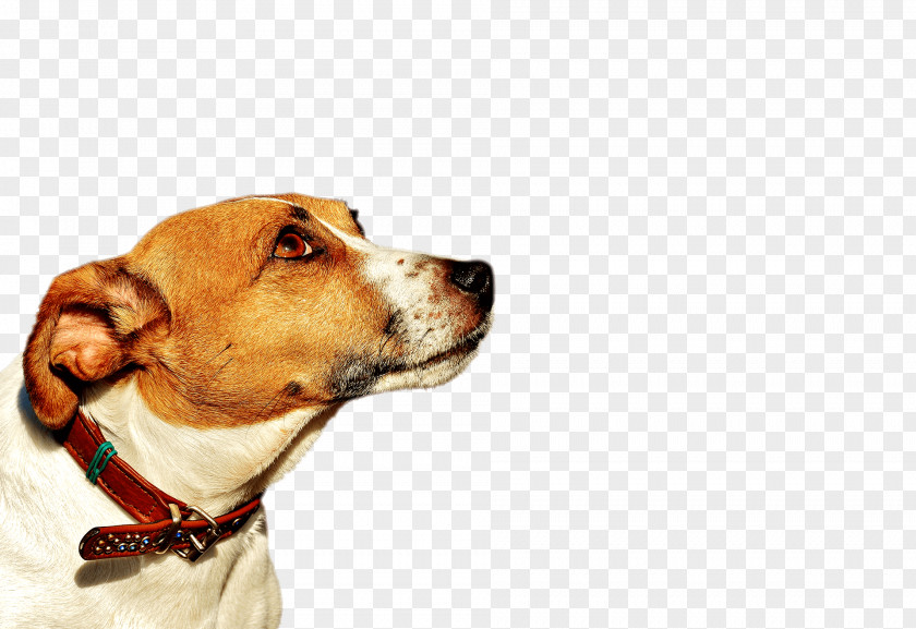 Staffordshire Bull Terrier Dog Breed English Foxhound Jack Russell Parson PNG
