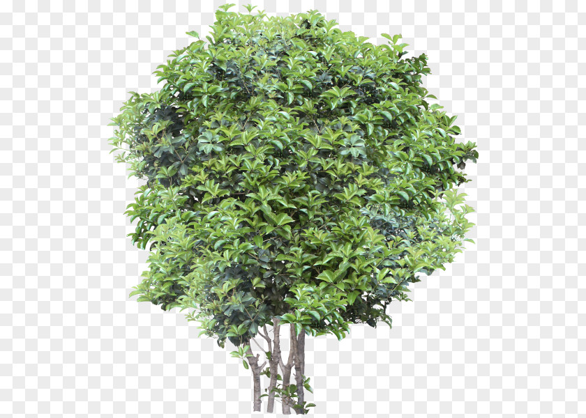 Tree Small Trees Garden Oak PNG