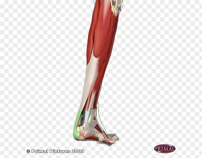 Calf Achilles Tendon Calcaneus Tendinitis PNG