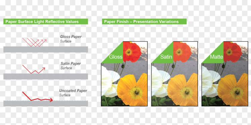 Double Sided Letterhead Calendaring Software Petal Paper Computer PNG