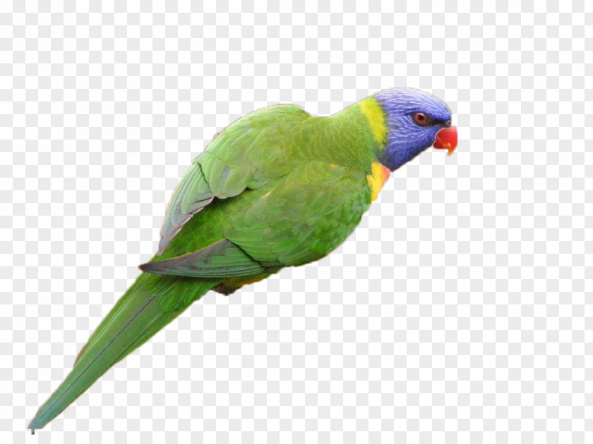 Green Parrot Lovebird PNG