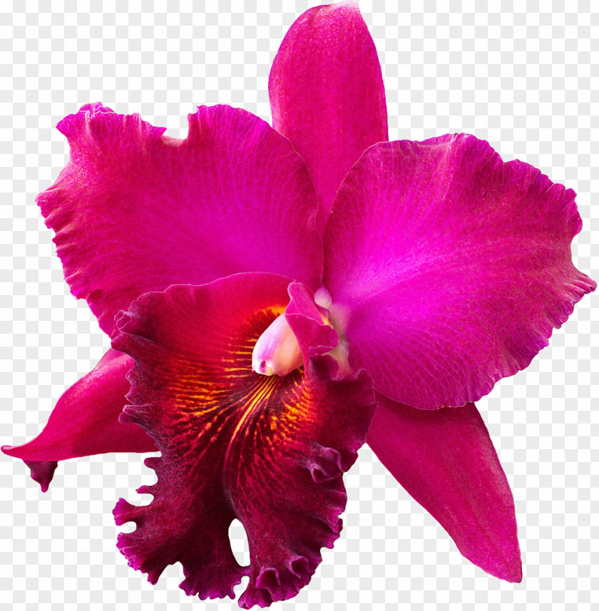 Orquideas Crimson Cattleya Christmas Orchid Orchids Stock Photography PNG