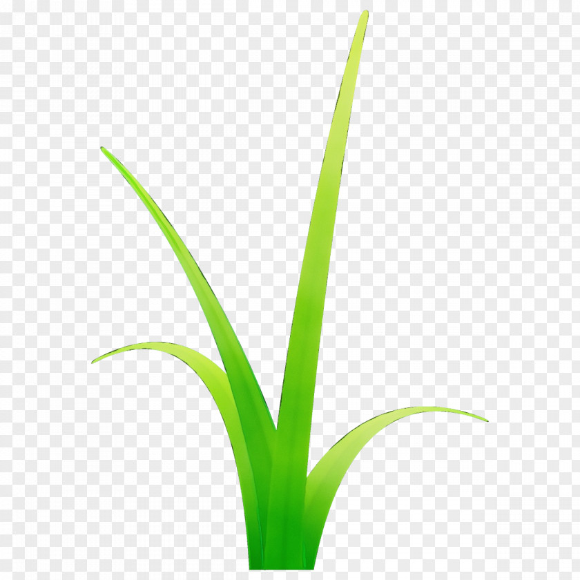 Plant Stem Houseplant Flower Leaf Terrestrial Grass Family PNG