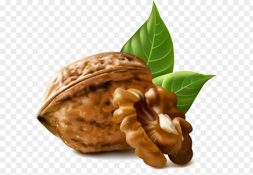 Walnut Eastern Black Clip Art English PNG