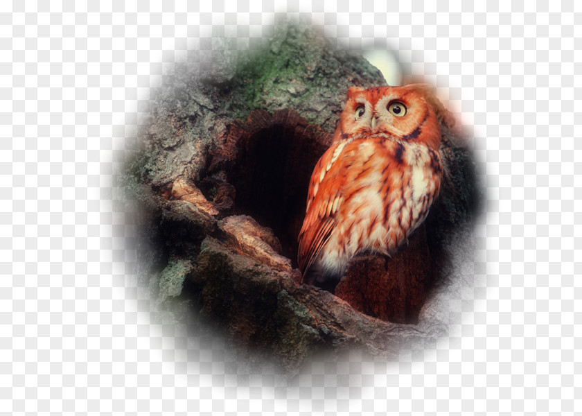Bird Red Owl Barn Barn-owls Eurasian Eagle-owl PNG